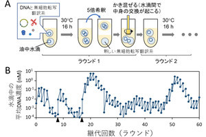 遺伝子発現と持続的な複製による進化を実現する人工ゲノムDNAを東大が開発