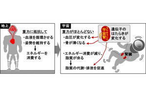 なぜ宇宙に滞在すると血圧や骨の厚さが変化するのか、東北大が仕組みを解明