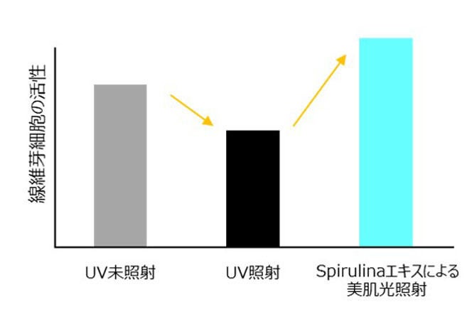 Spirulinaエキスによる線維芽細胞活性効果