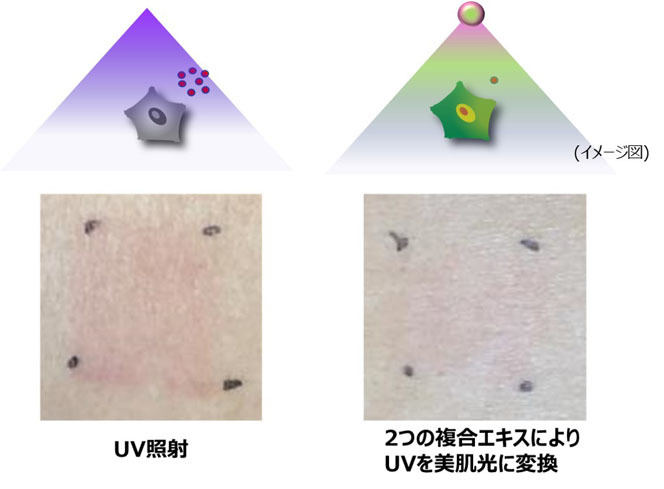 美肌光は炎症を防ぎ、紫外線による肌の赤みを抑制する