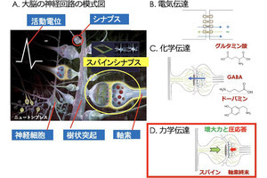 脳ではシナプスを押す力を感じて伝達物質の放出が増強される、東大が確認