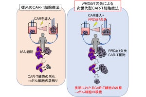 がん細胞を長期間攻撃できるT細胞、愛知県がんセンターなどが開発