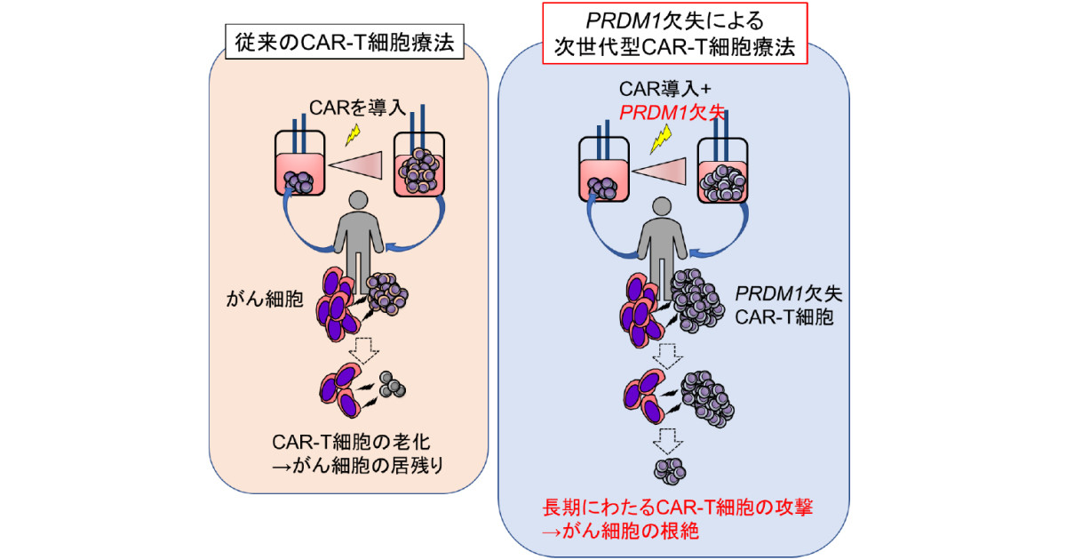 がん細胞を長期間攻撃できるt細胞 愛知県がんセンターなどが開発 Tech