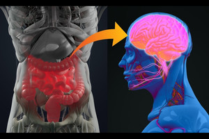 ウコンの成分が腸内フローラを介して脳やせき髄の炎症を抑制することが判明