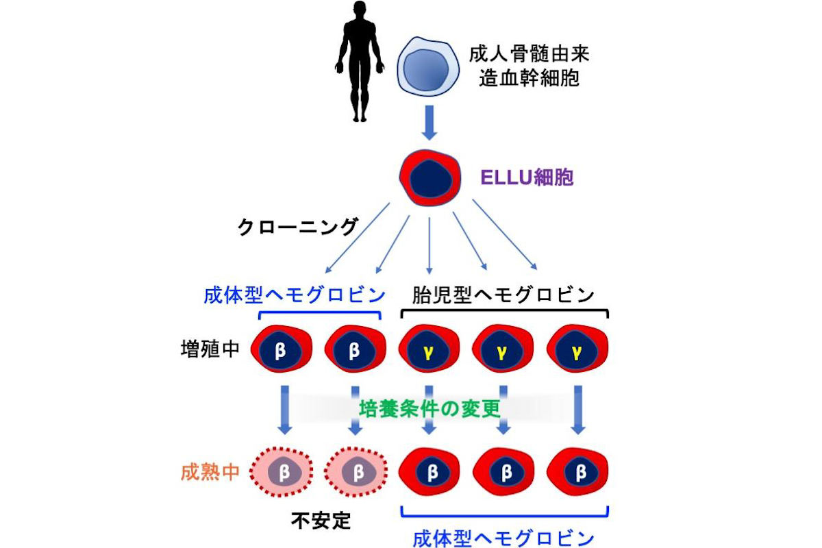 ELLU細胞