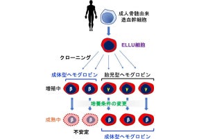 熊本大、1年以上増殖し続け赤血球に分化可能な不死化赤芽球細胞株を樹立