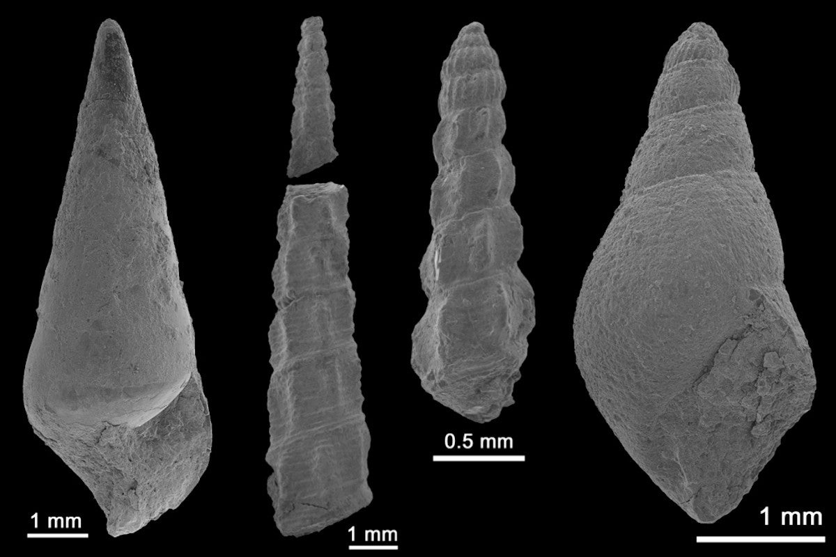 千葉県立中央博物館など、銚子市の地層から巻貝の新種6種類を発見 | TECH+（テックプラス）