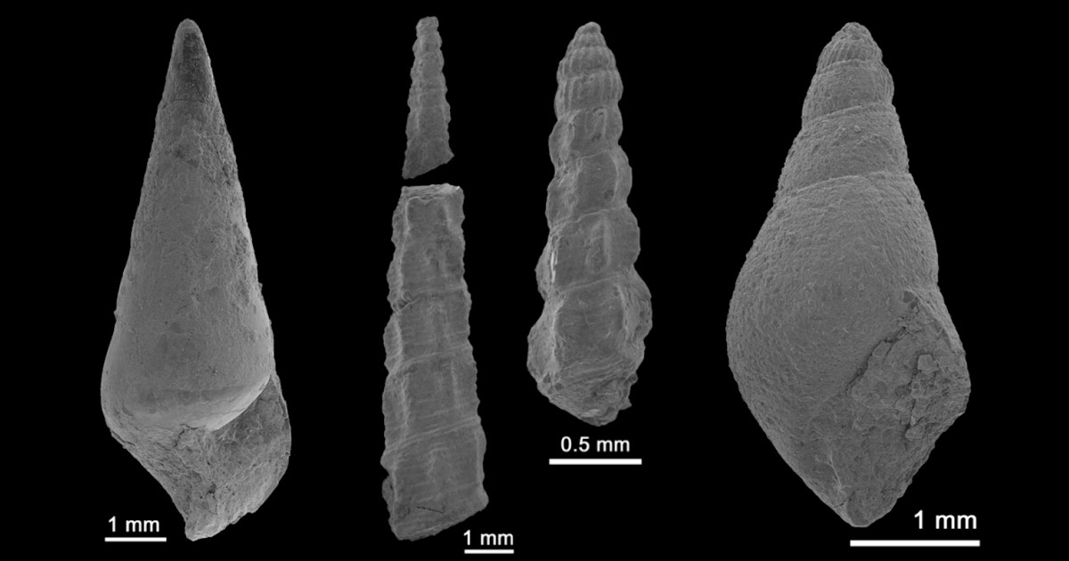 千葉県立中央博物館など、銚子市の地層から巻貝の新種6種類を発見 | TECH+（テックプラス）