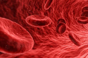 分娩時の妊婦の大量出血に対する人工赤血球の有効性を防衛医大などが確認