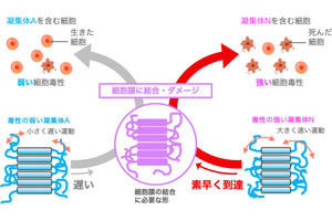 細胞への毒性が強いアミロイドタンパク質凝集体は動きが早く大きい、QSTが確認