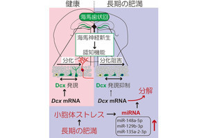 肥満はアルツハイマー病を進行させる、岐阜大がモデルマウスで確認