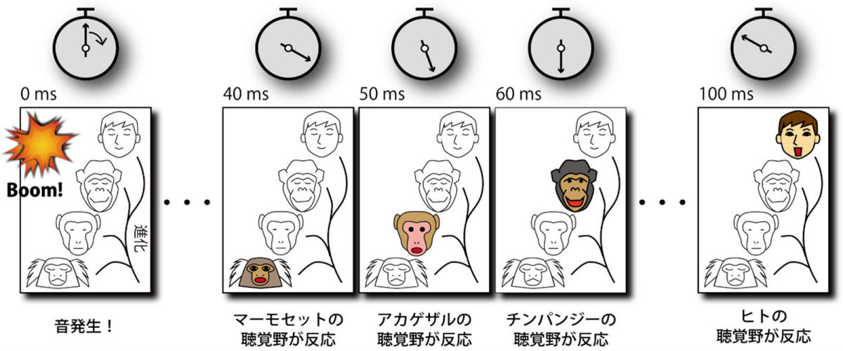 脳反応時間の比較