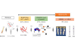 東大、国産ゲノム編集技術を用いた迅速かつ高精度な新型コロナ診断法を確立