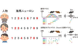 自閉症では他者の記憶に関する脳の神経活動パターンが乱れている、東大が発見