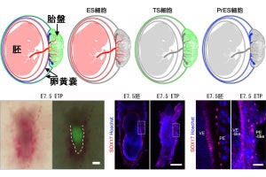 理研など、マウスにおける「原始内胚葉幹細胞」の樹立に成功