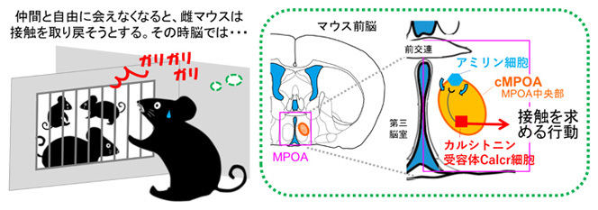 成体同士の社会性に重要な、孤独を感じ仲間を求める分子と神経回路の発見