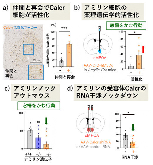 アミリン-Calcr神経回路と社会的接触を求める行動の関係を調べる実験