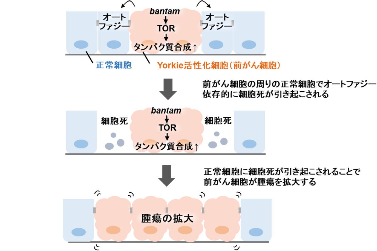 がん研究