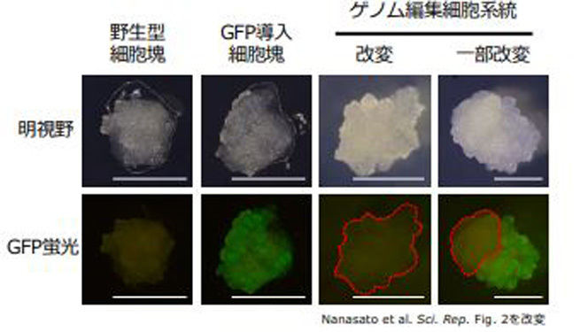 GFP導入細胞のゲノム編集