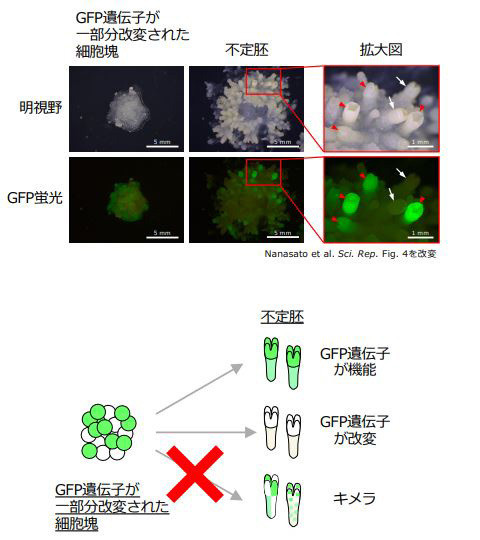 ゲノム編集によって細胞塊の一部分のGFR遺伝子が改変された細胞系統から誘導した不定胚の調査概要