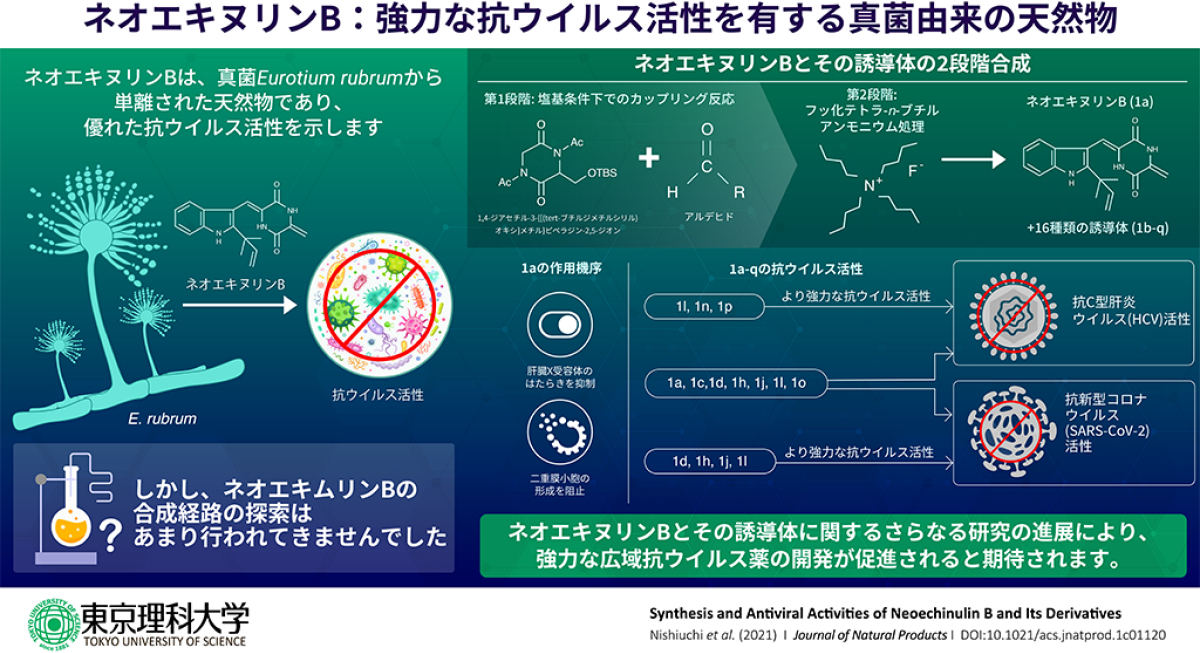 新型コロナ
