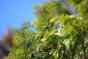 代表的な針葉樹スギ・ヒノキの生理的能力を解明 - 成長が早いのはどっち？
