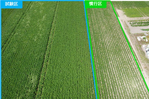 カルビー、AIを活用したジャガイモ栽培 ‐ 収穫量が1.6倍増加