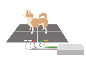 立ったまま計測でストレスを軽減 - 犬の心電図測定にAIを活用