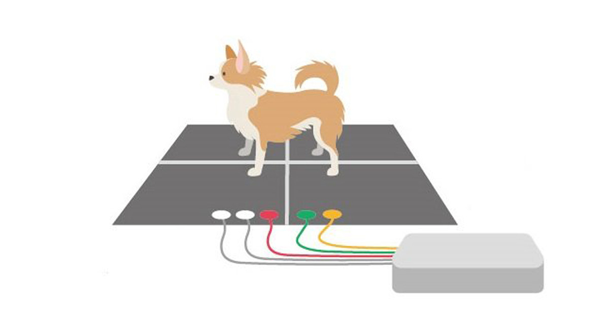 立ったまま計測でストレスを軽減 - 犬の心電図測定にAIを活用 | TECH+ 