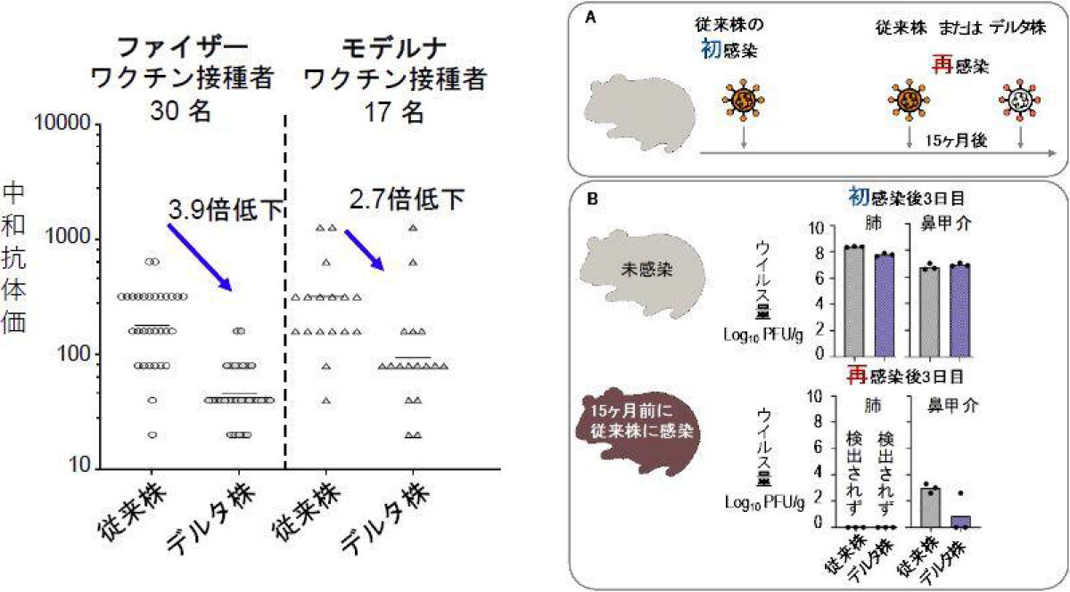 新型コロナウイルス