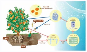 NTT西など、環境再生型農業に向けて果樹の土壌微生物叢に着目した共同研究