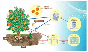 NTT西など、環境再生型農業に向けて果樹の土壌微生物叢に着目した共同研究