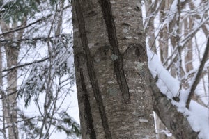 樹木って凍るの？　凍って裂ける樹木の不思議な現象について