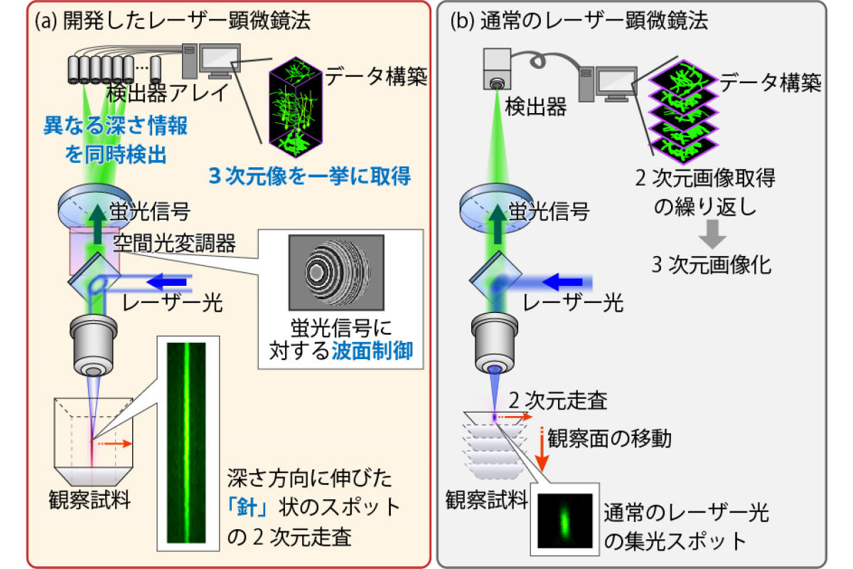 レーザー走査型蛍光顕微鏡