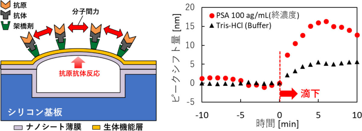 半導体センサによる前立腺がんマーカー検知