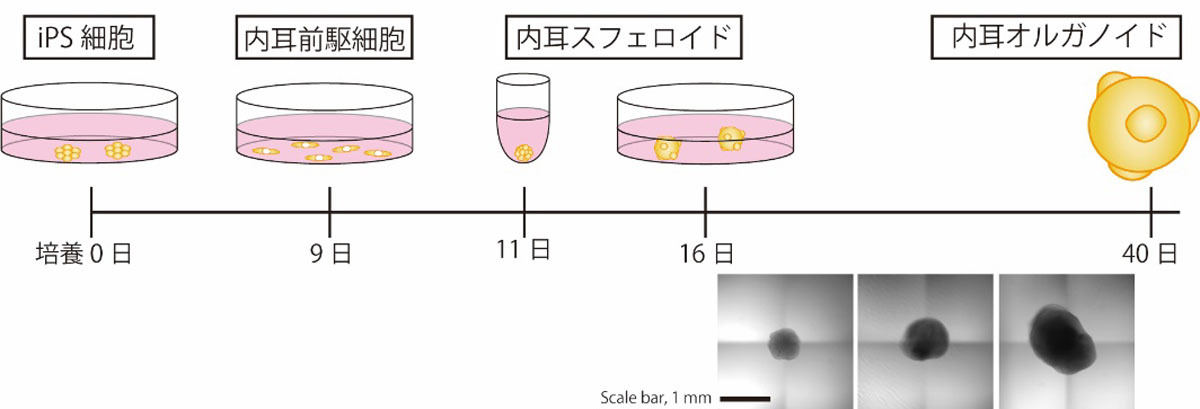 内耳オルガノイド