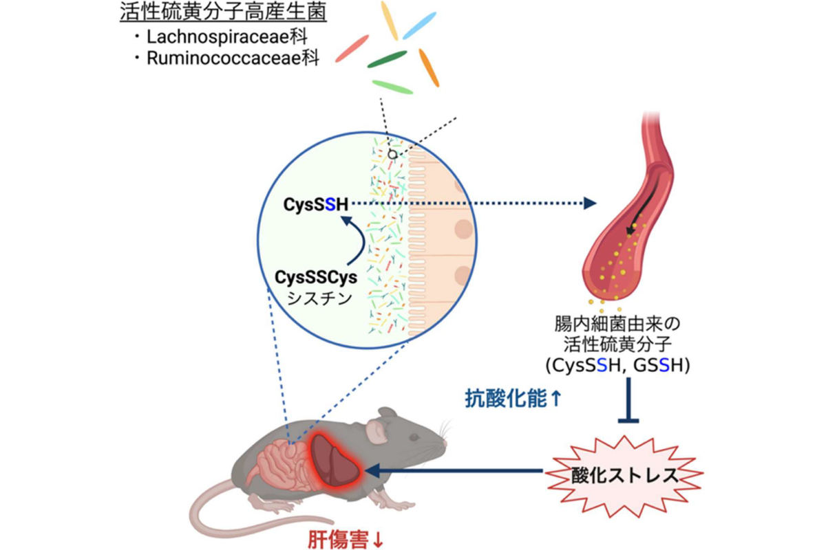 腸内細菌