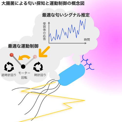 大腸菌による匂い探知と運動制御のイメージ図