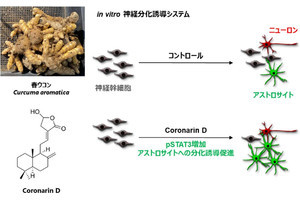 春ウコンの成分が脳の機能維持のための細胞の誘導を促進する、早大が確認