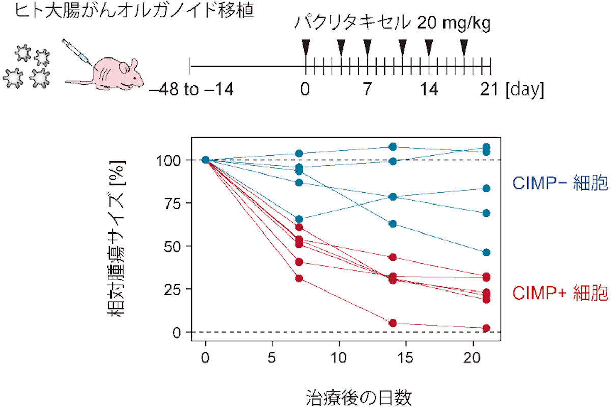 大腸がんに対する患者由来オルガノイド