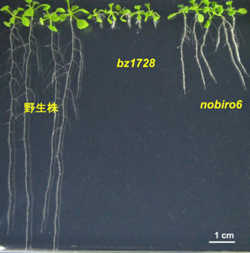 根の伸長が阻害されたbz1728株とそれを回復したnobiro6株、野生の表現株