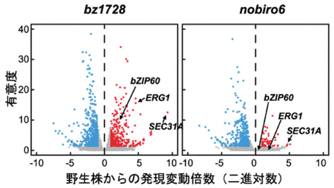 bz1728株およびnobiro6株における網羅的遺伝子発現変動。赤は野生株と比較し発現量が有意に上昇した遺伝子を、青は有意に低下した遺伝子を表す