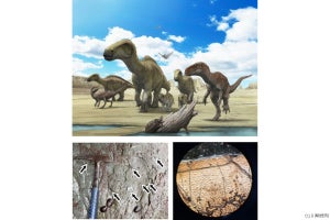 鹿児島県長島町で多量の恐竜化石が発見、重要なボーンベッドの可能性　都市大など