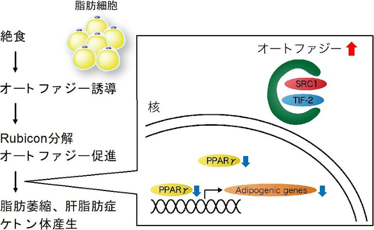 脂肪細胞の絶食に対する反応の概要