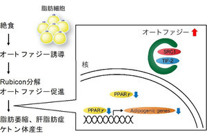 絶食時に肝臓で脂肪の蓄積とケトン体の産生が進む仕組み、阪大が解明