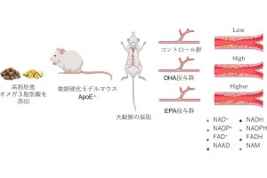 DHAやEPAの摂取が老化予防因子を増加させる、浜松医科大などがマウスで確認