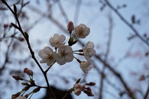 ソメイヨシノの原木にもっとも近い1本、ゲノム解析より判明