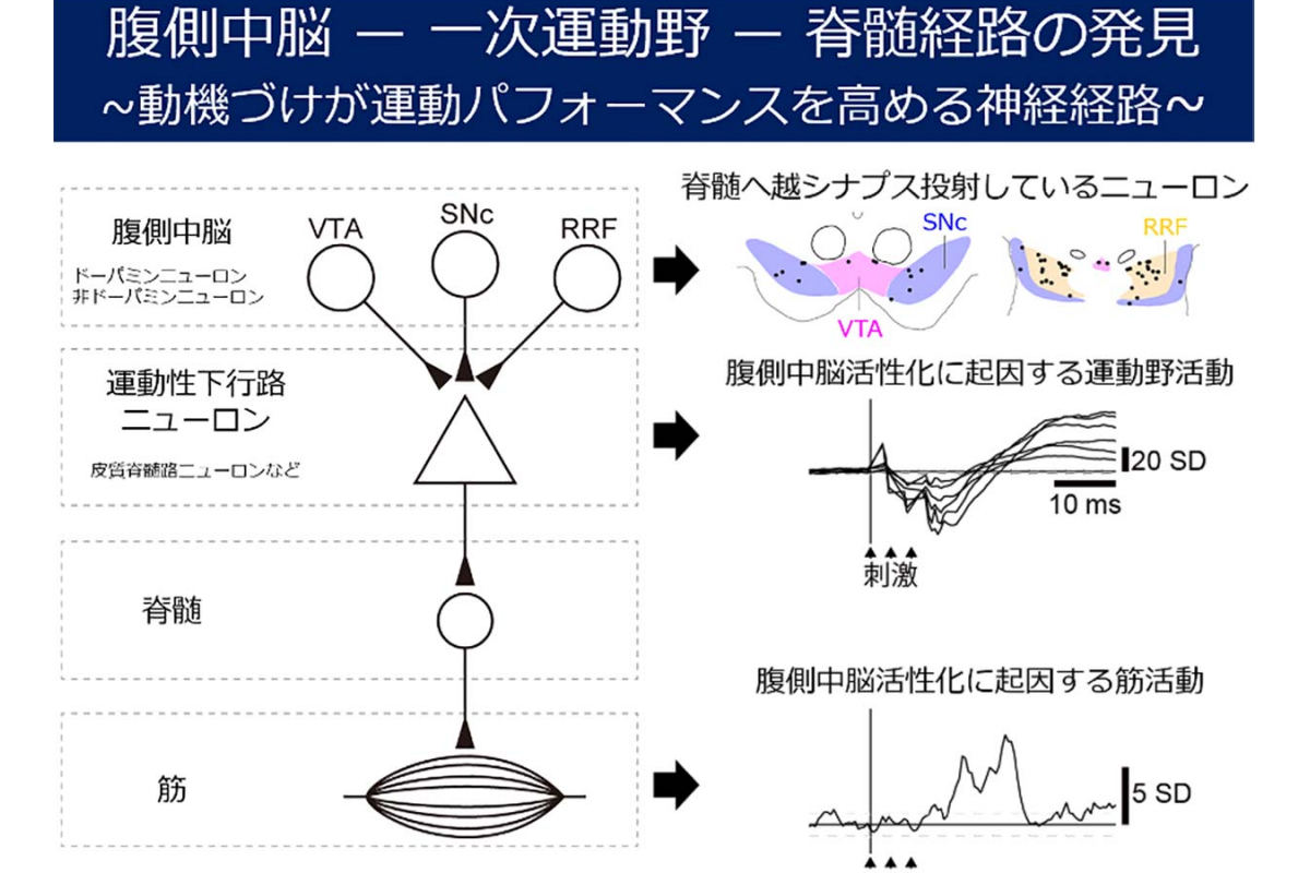 腹側中脳の活性化は運動野と筋の活動を誘発