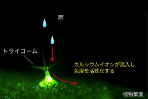 【雨ニモマケズ】植物は雨に打たれると免疫活性、名古屋大学