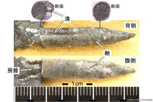宮城県南三陸町から最古のベレムナイトの新属・新種の化石、東北大などが発見